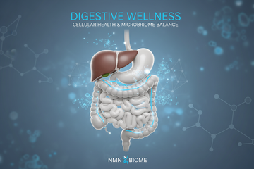 NMN and Digestive System Health: Research Insights